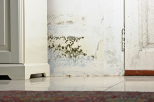 Mold and indoor air quality